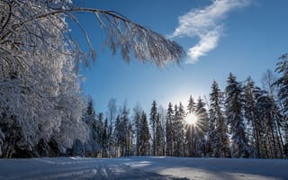 Картинка зима, сугробы, природа, деревья, пейзаж, следы, солнечные лучи, снег