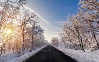 Картинка солнечный свет, деревья, снег