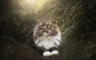 Картинка кот, взгляд, морда, кошка, животное