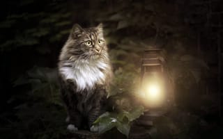 Картинка cat, animals, lantern