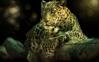 Картинка Леопард на ветке