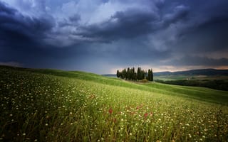 Картинка Cypress, Rain, цветы, тучи, пейзаж, деревья, Toscana, Italien, природа, поле, небо