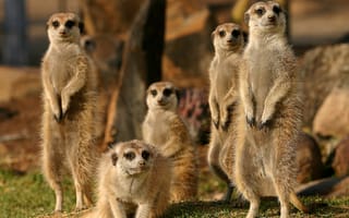 Картинка meerkat, suricata, meerkat family, сурикаты, животные, suricatta, suricate, сурикат