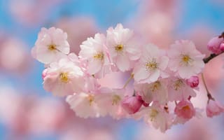 Картинка флора, Sakura Bavariae, цветы