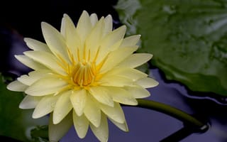 Картинка водяная лилия, цветок, водяные лилии