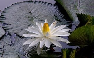 Картинка пруд, белые лилии