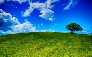 Картинка одинокое дерево, холм, дерево, газон, пейзаж, поле, небо, облака, природа, трава