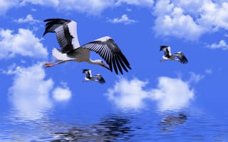 Картинка аист, дикая природа, воды, животное, клюв, морские птицы, фауна, водяная птица, летающий, небо, крылья, природа