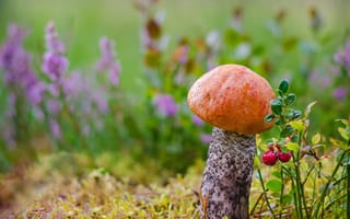 Картинка гриб, мох, подосиновик, макро, брусника, подосиновый, природа
