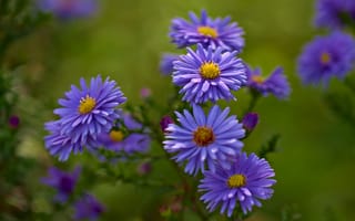 Картинка Blue Asters, цветок, цветы