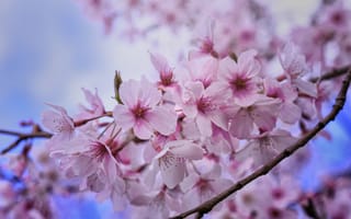 Картинка весенняя природа, весна, цветы, Cherry Blossoms, цветение, ветка, sakura, флора, цветущая ветка