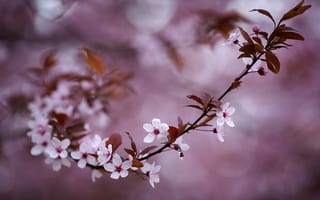 Картинка весенняя природа, ветка, цветущая ветка, Cherry Blossoms, цветение, весна, флора, sakura, цветы