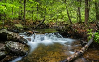 Картинка Государственный парк Рикеттс Глен, пейзаж, природа, Pennsylvania, лес, Ricketts Glen State Park, деревья, течение, водопад, Пенсильвания, скалы