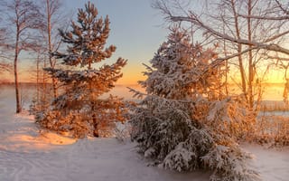 Картинка Veshchevo, Russia, зима