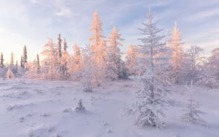 Картинка Salekhard, лесотундра, снег, деревья, пейзаж, Russia зимняя тундра, сугробы