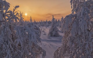 Картинка Salekhard, снег, пейзаж, деревья, закат, Russia зимняя тундра, сугробы, лесотундра