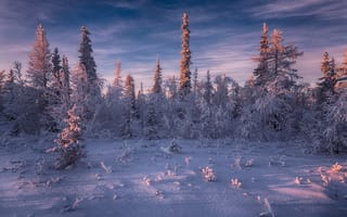 Картинка Salekhard, снег, сугробы, лесотундра, Russia зимняя тундра, деревья, закат, пейзаж