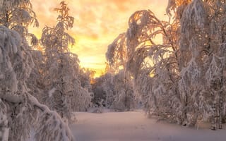 Картинка Salekhard, снег, сугробы, деревья, пейзаж, закат, лесотундра, Russia зимняя тундра