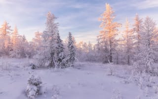 Картинка Salekhard, лесотундра, снег, пейзаж, сугробы, Russia зимняя тундра, деревья