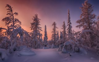 Картинка Salekhard, Russia, лесотундра, деревья, сугробы, пейзаж, зима, зимняя тундра, снег, закат