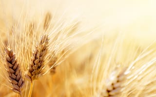 Картинка пшеница, крупным планом, трава семьи, тритикале, товар, целое зерно, рожь, зерно, ячмень, продовольственное зерно, орда, зерновой