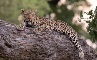 Обои леопард, большая кошка, хищник, животное, на дереве