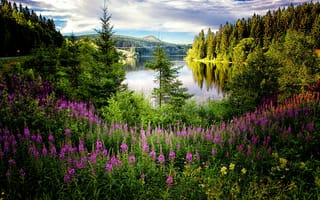 Картинка Kramfors, пейзаж, Sweden, иван чай, деревья, озеро, цветы, природа, лес