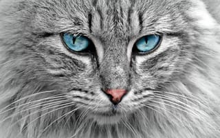 Картинка кошка кот, взгляд, морда