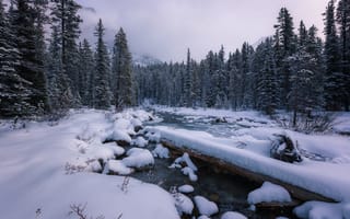 Обои Banff national park, река, пейзаж, деревья, зима, снег, природа, сугробы, лес