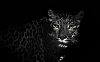 Картинка старый леопард, глаза, раскраска, взгляд, черный, пятна