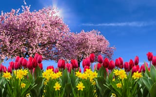 Картинка природы, тюльпаны, цвести, нарциссы, весенний цветок, пейзаж, весна, цветы, цветение, солнце, osterglocken, эмоции