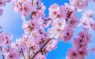 Картинка японские вишни, весны пробуждение, дерево, цвет, cherry blossom, отделение, цветы, цвести, запах, весна, розовый, цветущие ветки