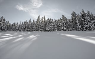Картинка дерево, снег, лес