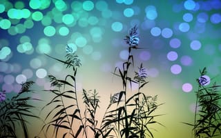 Картинка тростник, светящийся, art, растение, природа, трава