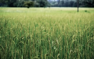 Картинка трава, поле, растение