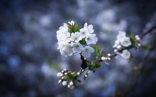 Картинка Cherryblossoms весна, цветение, флора, цветы, макро, цветущая ветка