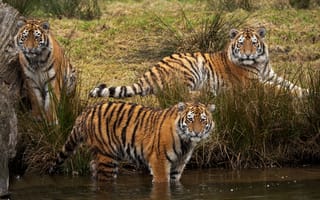 Картинка тигр, хищники, тигры