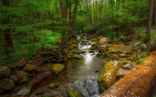 Картинка Great Smoky Mountains National Park, ручей, пейзаж, течение, водопад, лес, деревья, речка, камни, природа