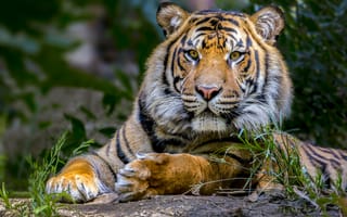 Картинка тигр, хищник, взгляд, животное