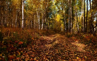 Обои осень, деревья, осенние листья, дорога, лес, осенние краски, пейзаж, краски осени, осенний лес