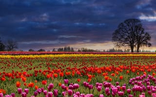 Обои поле, тюльпаны, облака, небо, закат, цветы, пейзаж, флора