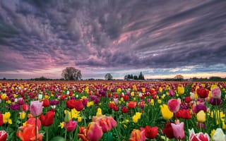 Картинка цветочное поле, тюльпаны, облака, небо, флора пейзаж, закат, цветы, поле