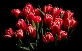 Картинка букет тюльпанов, флора, тюльпаны, букет, чёрный, цветы