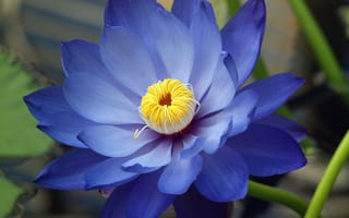 Картинка Небесная водяная лилия, флора, цветы, цветок