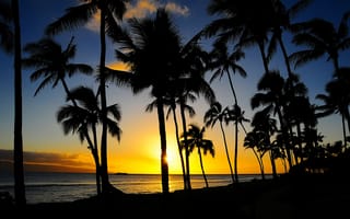 Картинка Hawaii, пейзаж, закат, деревья, beach, пальмы, USA, пляж, Maui Tropical, силуэты, United States, море
