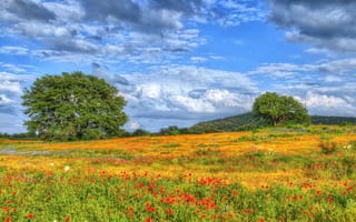 Картинка Полевые цветы, Техас, поле
