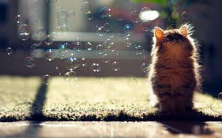 Картинка животные, котята, мило, кошки, мыльные пузыри
