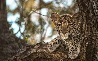 Картинка Leopard in tree, животное, хищник, леопард