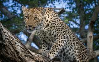 Обои Leopard in tree, животное, леопард, хищник