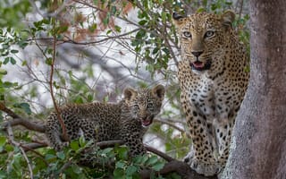 Картинка Leopard in tree, хищник, леопарды, леопард, животное